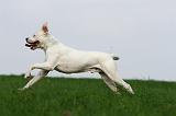 DOGUE ARGENTIN 395
